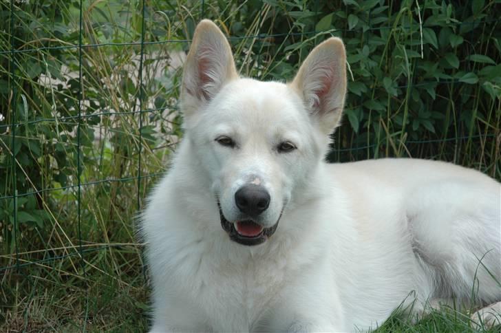 Blanding af racer *R.I.P* Hannibal - Juli 2010 billede 17