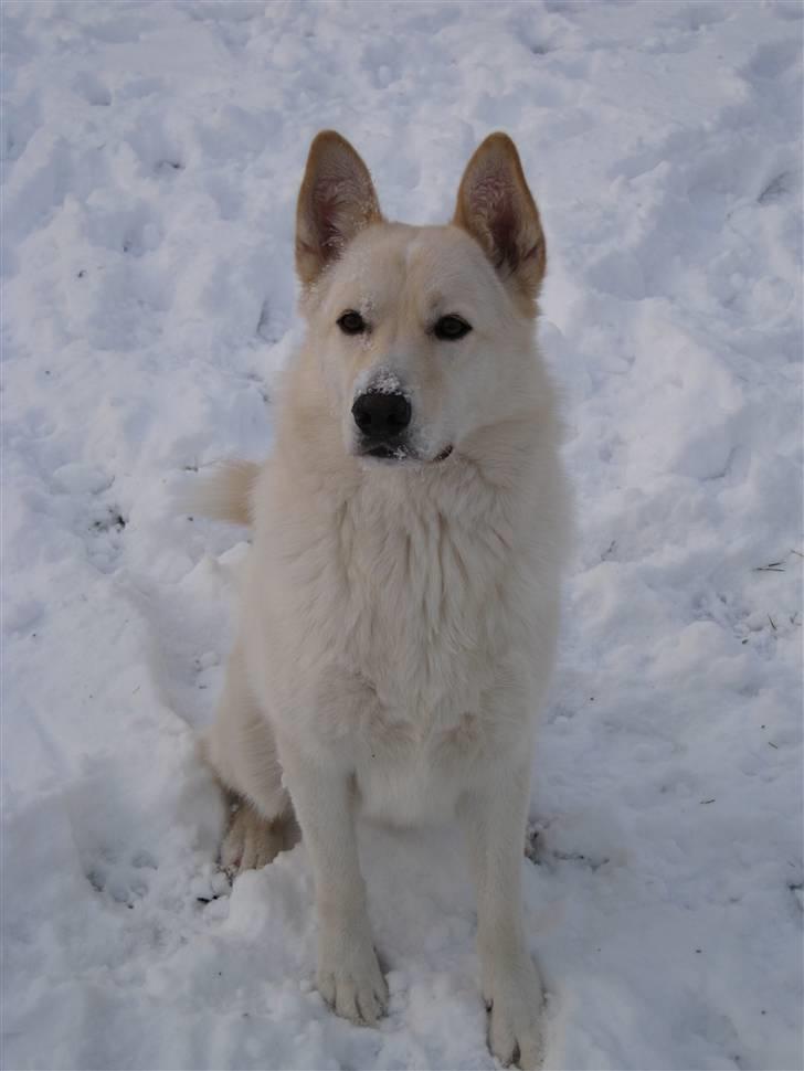 Blanding af racer *R.I.P* Hannibal - Dec 09 billede 18