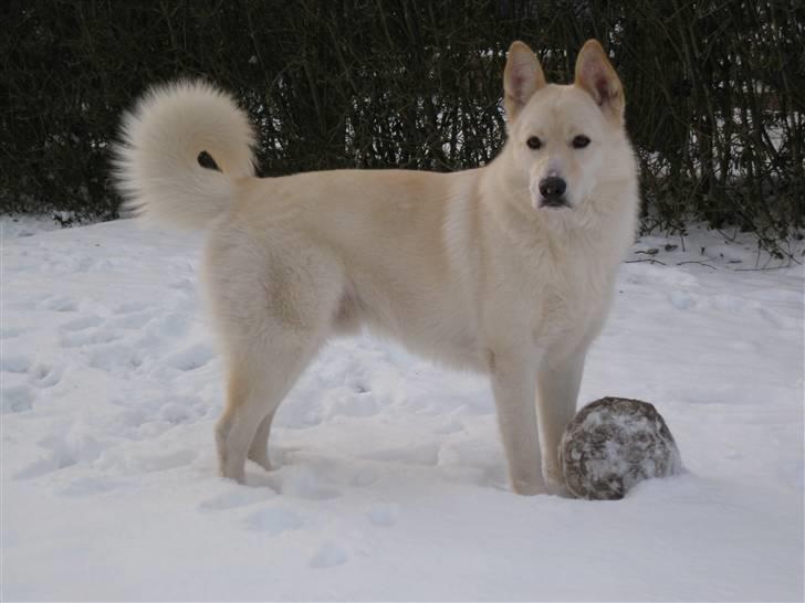 Blanding af racer *R.I.P* Hannibal - Dec 09 billede 19