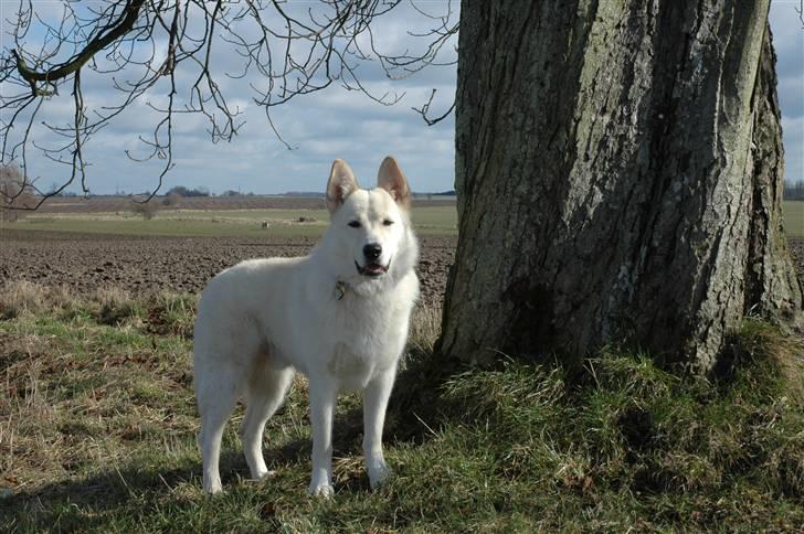 Blanding af racer *R.I.P* Hannibal - 11-03-2009 billede 20