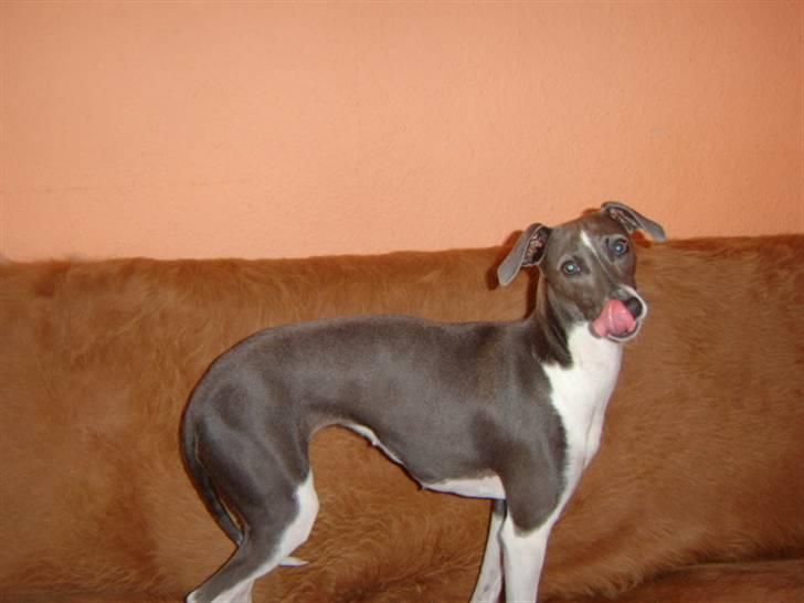 Italiensk mynde Pippi - Nam nam det var lækkert billede 16