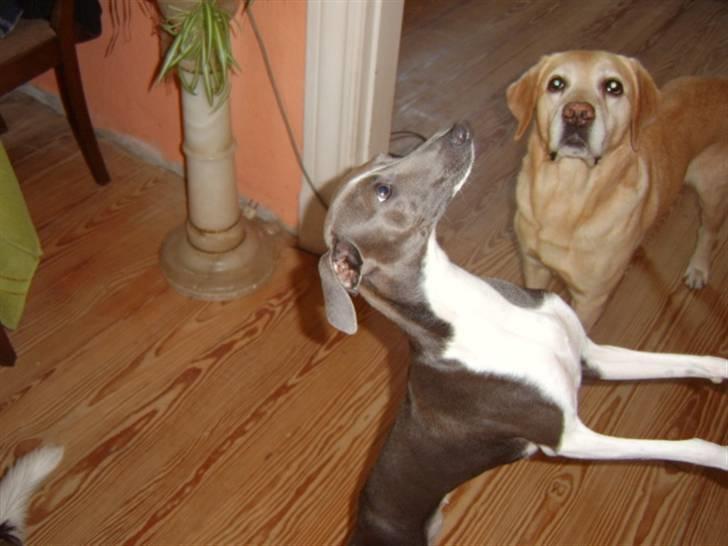 Italiensk mynde Pippi - Er det en hundekiks du har der? billede 17
