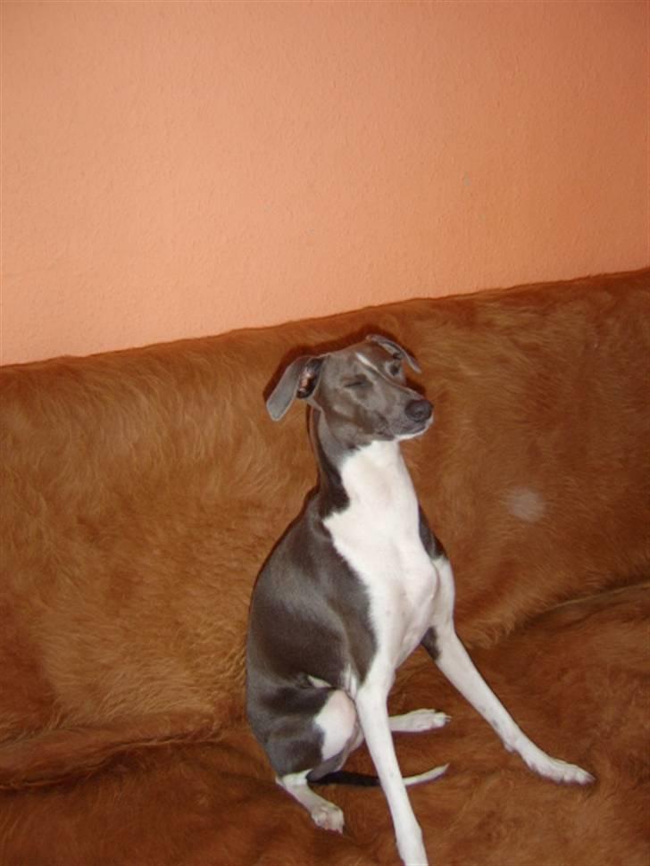 Italiensk mynde Pippi - Dumme blitz billede 18