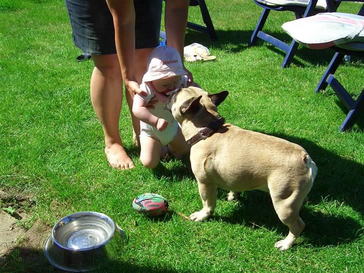 Fransk bulldog Pumba - skal jeg give dig et lille kys...? billede 15
