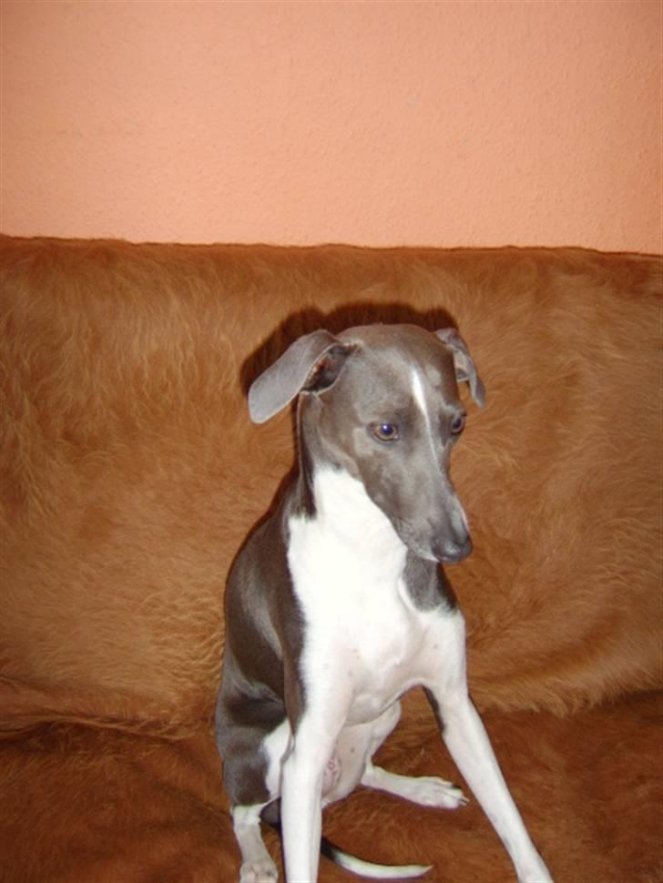 Italiensk mynde Pippi - Ikke flere billleder mor!! billede 19