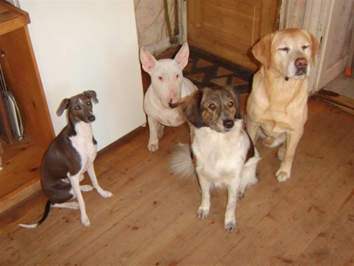 Italiensk mynde Pippi - Mig på besøg ved min hundefamilie billede 20