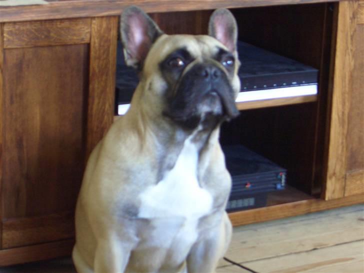 Fransk bulldog Pumba - Jeg ved godt jeg er lækker...;) billede 16