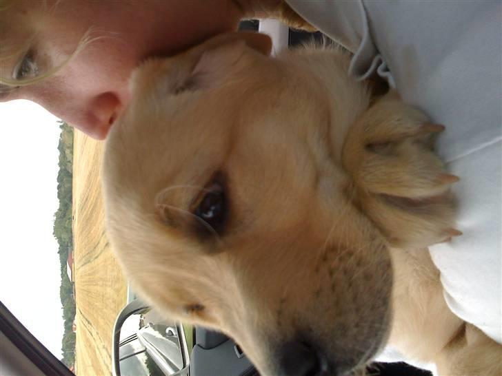 Labrador retriever malou billede 3