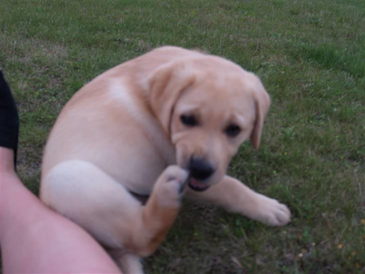 Labrador retriever malou billede 4