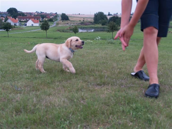 Labrador retriever malou billede 5