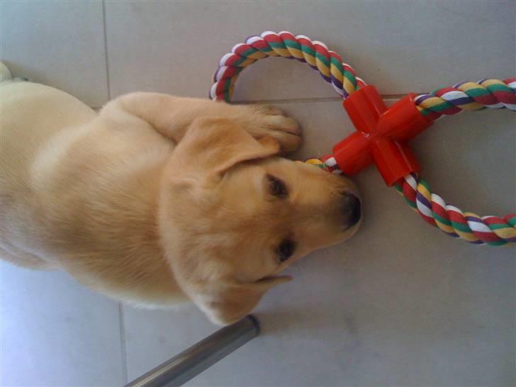 Labrador retriever malou billede 6