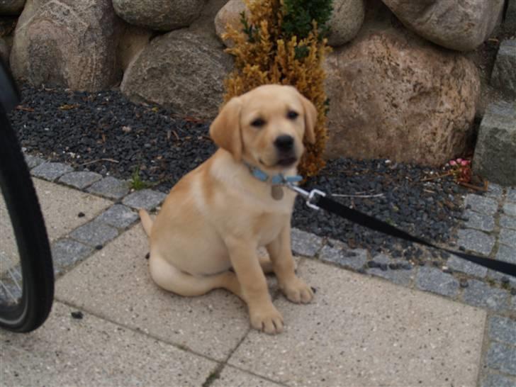 Labrador retriever malou billede 7