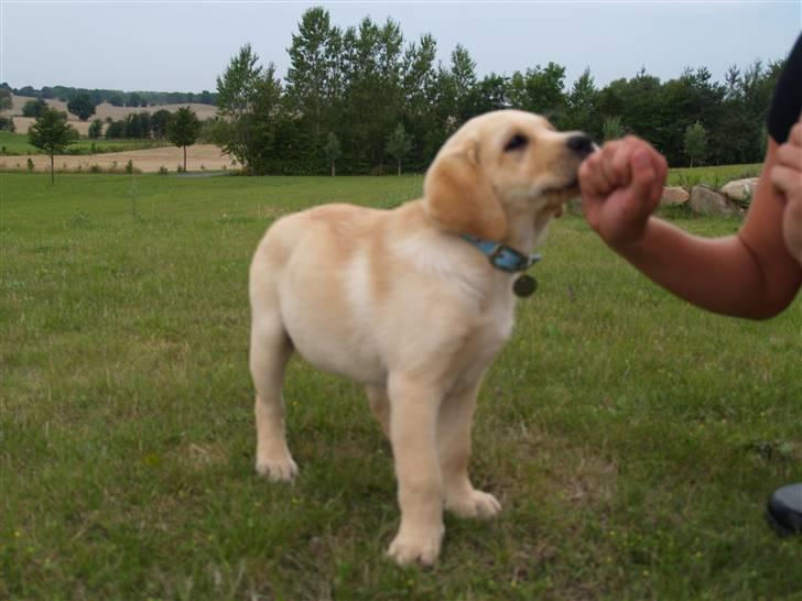 Labrador retriever malou billede 8