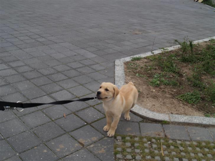 Labrador retriever malou billede 9