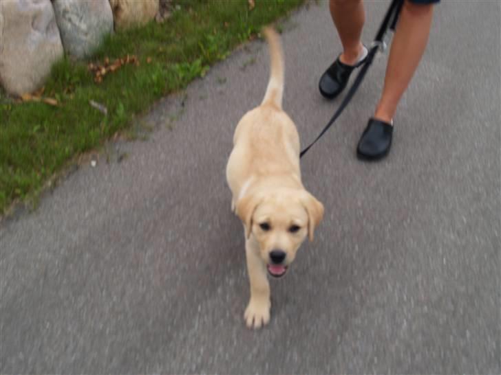 Labrador retriever malou billede 10