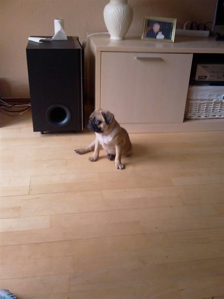Mops Carla billede 13