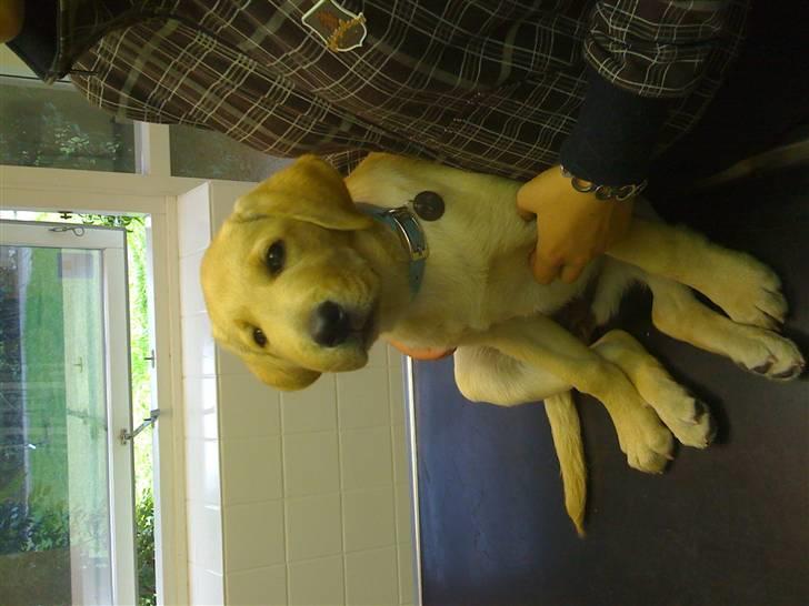 Labrador retriever malou billede 11