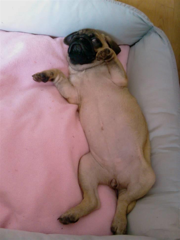 Mops Carla billede 14