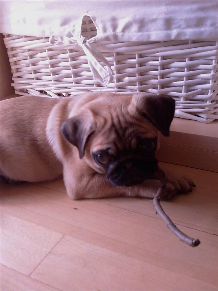 Mops Carla billede 15