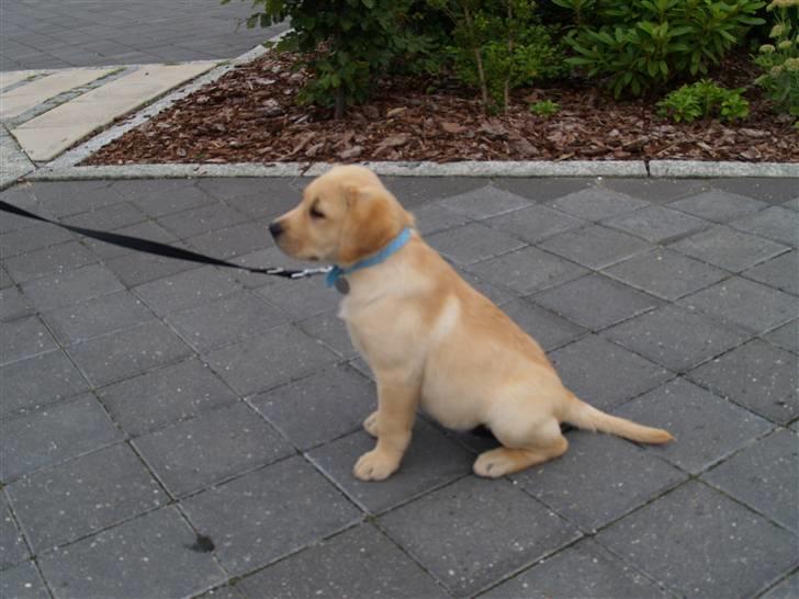 Labrador retriever malou billede 12