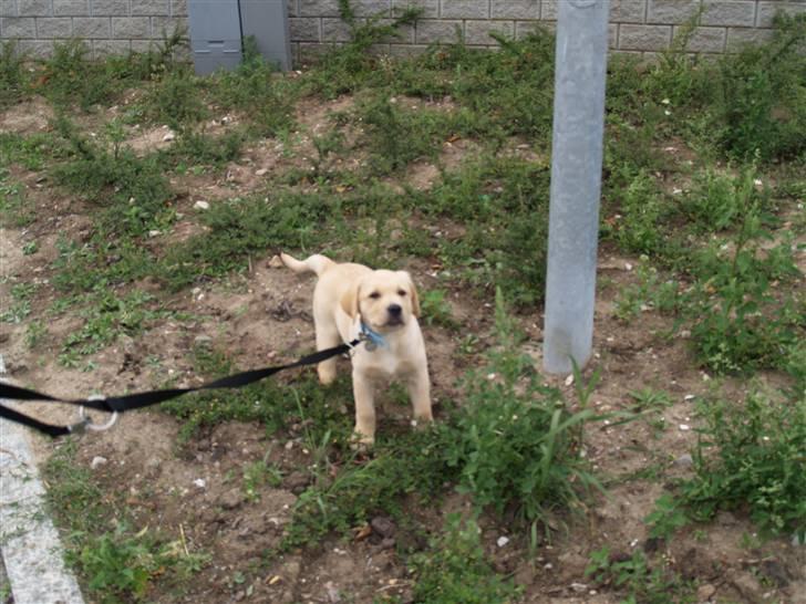 Labrador retriever malou billede 13