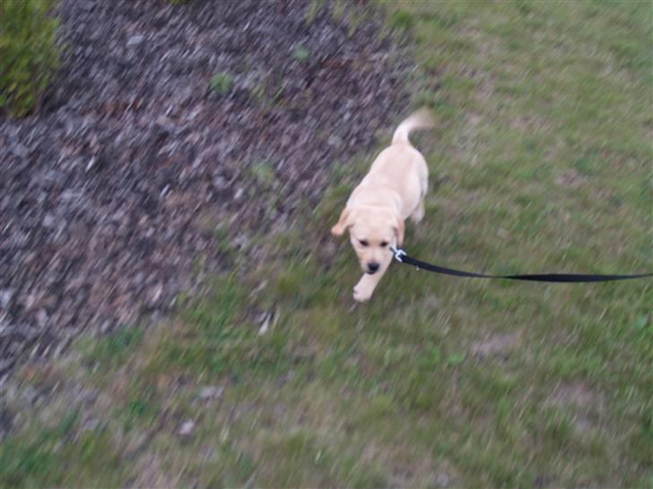 Labrador retriever malou billede 14