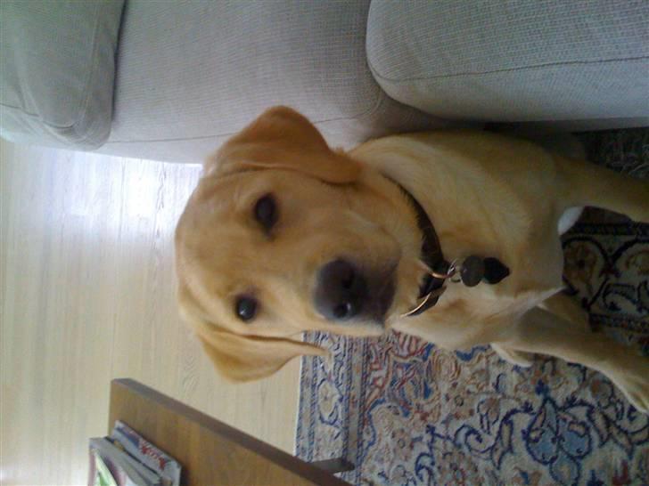 Labrador retriever malou billede 15