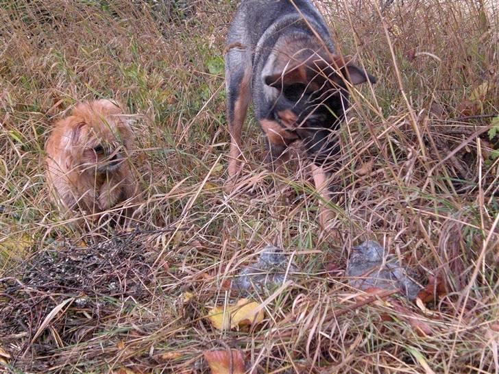 Blanding af racer Kiki billede 5