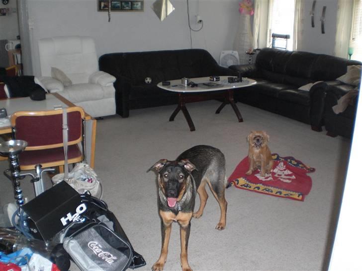 Blanding af racer Kiki billede 6