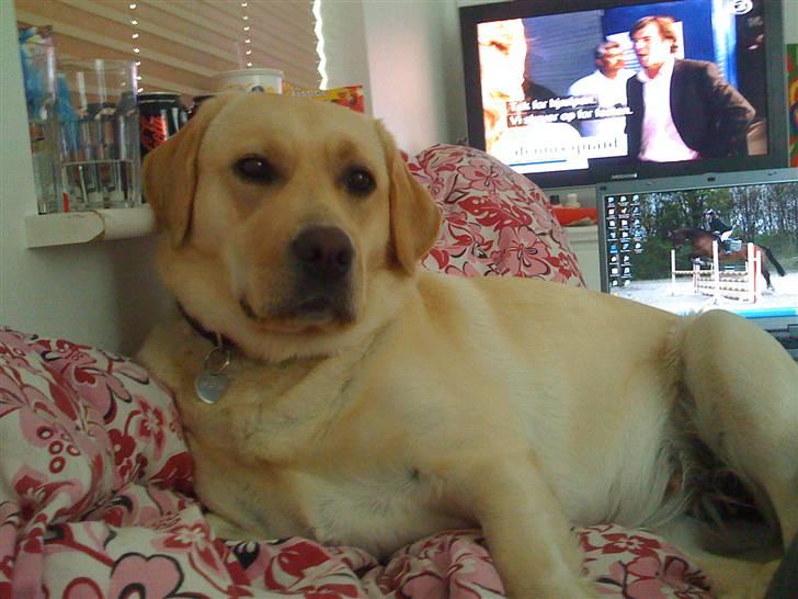 Labrador retriever malou billede 16