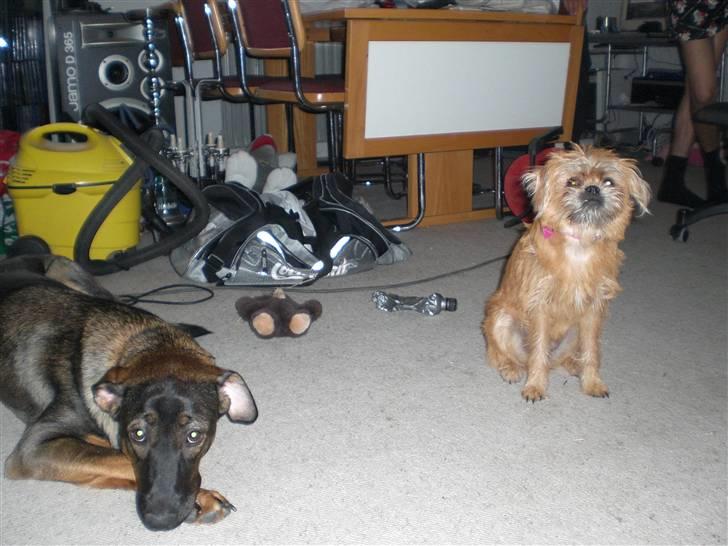 Blanding af racer Kiki billede 7