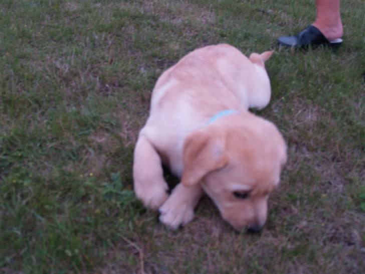 Labrador retriever malou billede 17