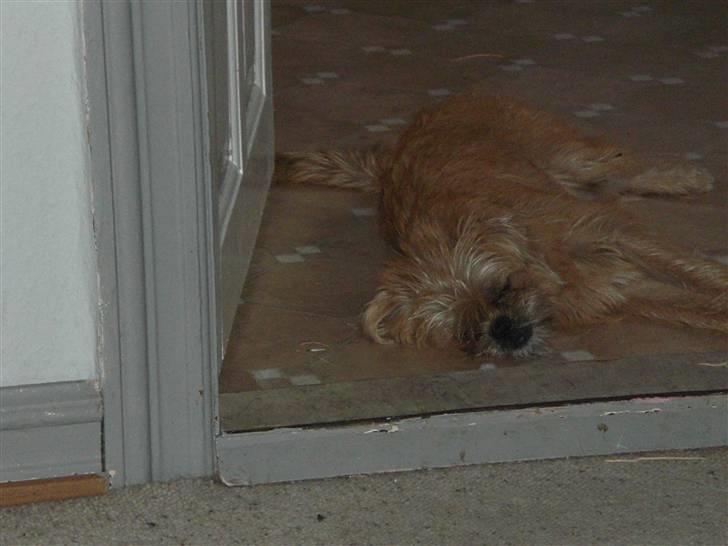 Blanding af racer Kiki billede 8