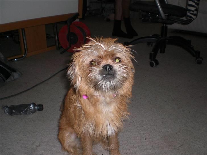 Blanding af racer Kiki billede 9