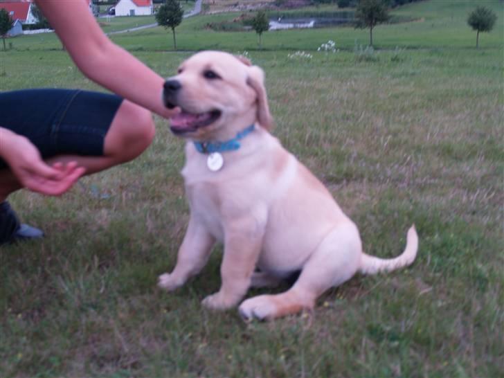 Labrador retriever malou billede 18