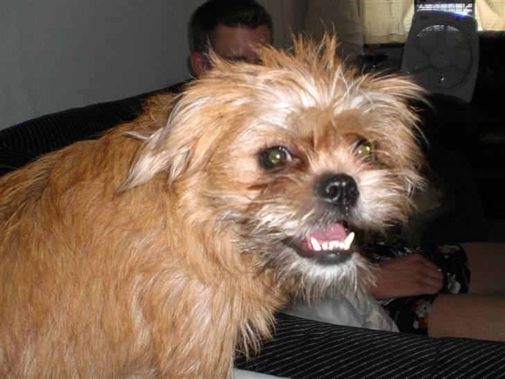 Blanding af racer Kiki billede 11