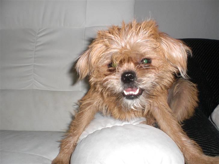 Blanding af racer Kiki billede 12