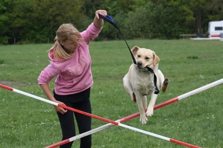 Labrador retriever malou billede 19