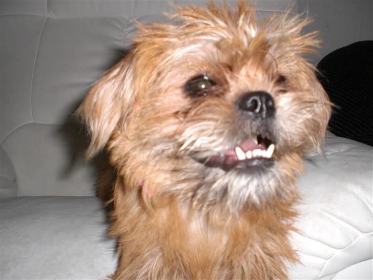 Blanding af racer Kiki billede 13