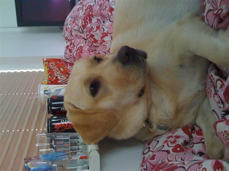 Labrador retriever malou billede 20