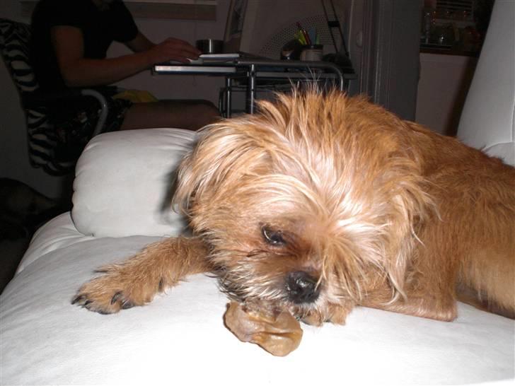 Blanding af racer Kiki billede 15