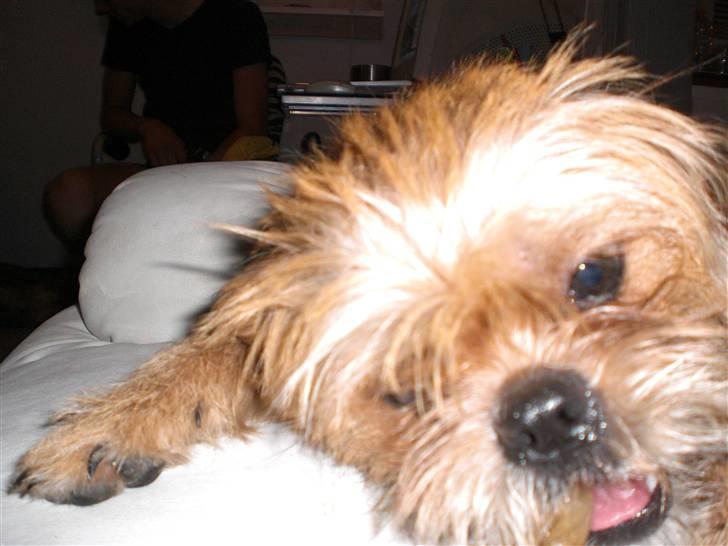 Blanding af racer Kiki billede 16