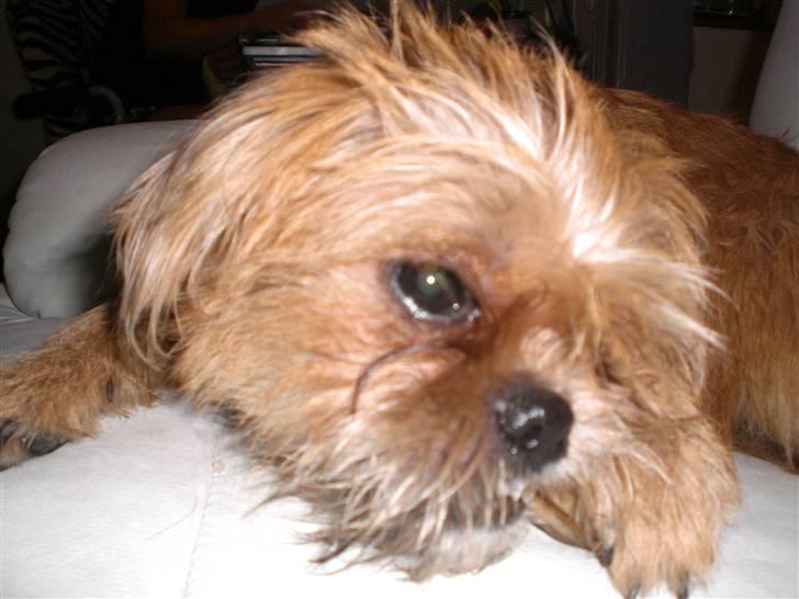 Blanding af racer Kiki billede 17