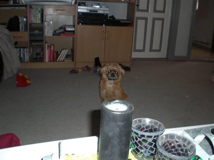 Blanding af racer Kiki billede 18