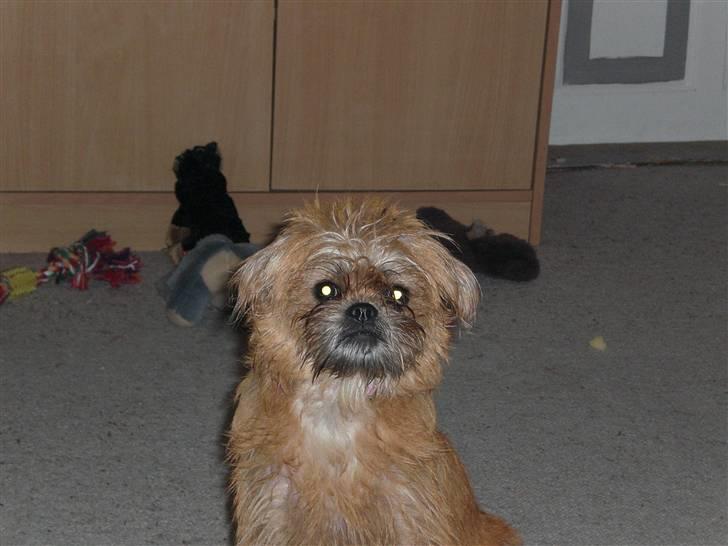 Blanding af racer Kiki billede 19