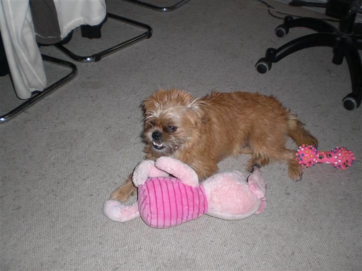 Blanding af racer Kiki billede 20