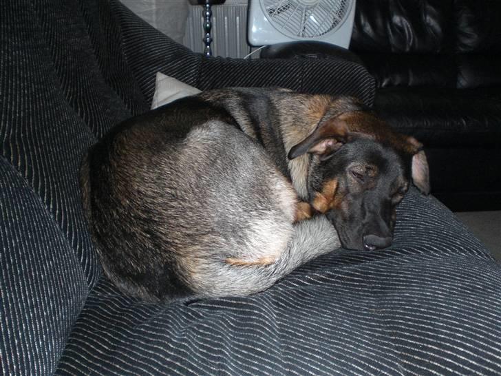 Blanding af racer Emma billede 11