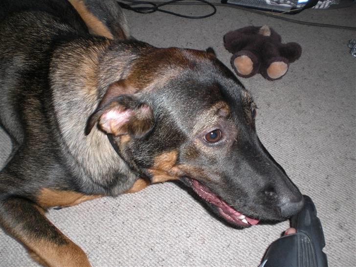 Blanding af racer Emma billede 12