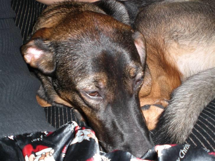 Blanding af racer Emma billede 13