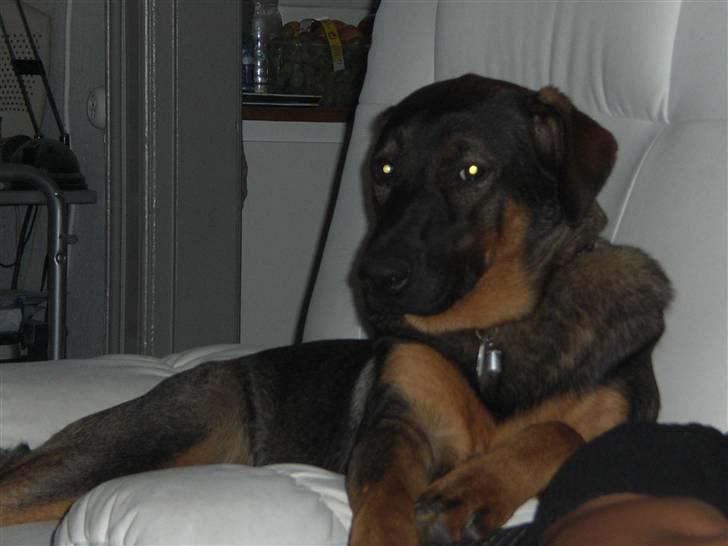 Blanding af racer Emma billede 16